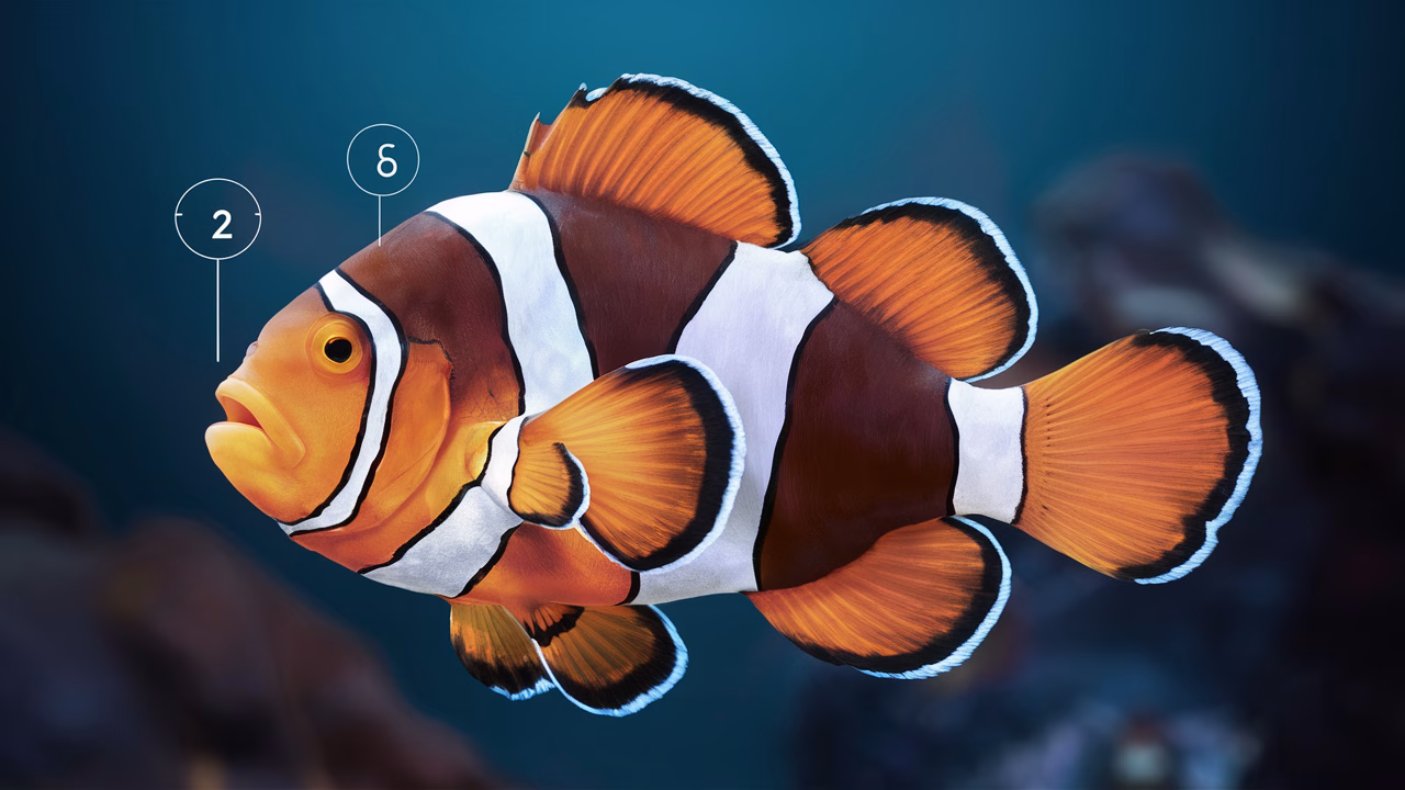 clownfish hormonal sex change transformation clownfish changing sex illustration