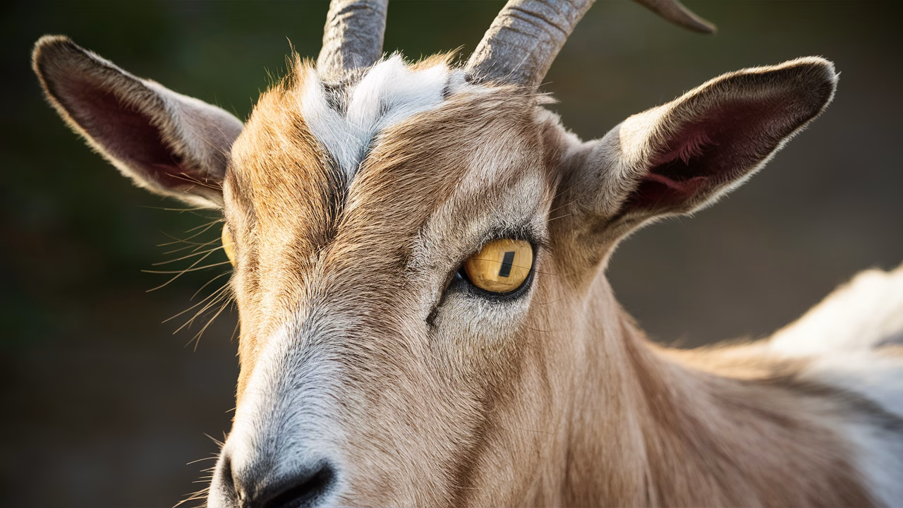 Goat eye anatomy explained Goat eye anatomy with rectangular pupils