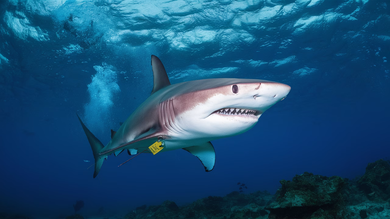 Conservation for hammerhead sharks hammerhead shark conservation