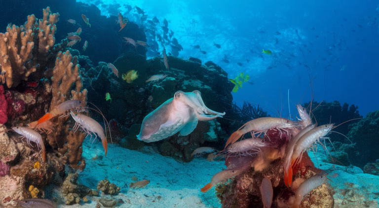 How Do Cuttlefish Count? Scientists Reveal Their Hidden Math Skills