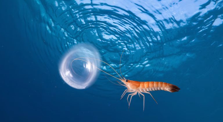 How Pistol Shrimp Create Bubbles Hotter Than the Sun: The Ultimate Marine Heat Guide