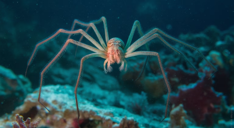 How Sea Spiders Pump Blood Using Their Guts: Revolutionary Marine Biology Discovery