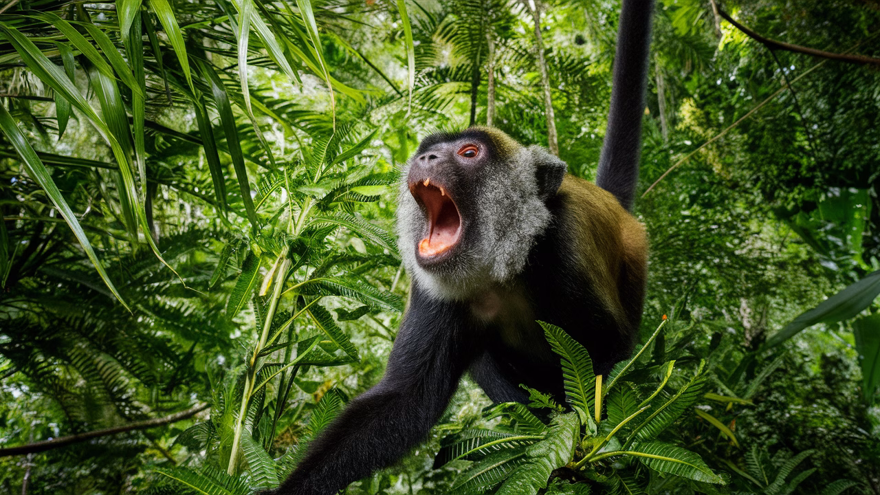 howler monkey in rainforest canopy howler monkey roaring