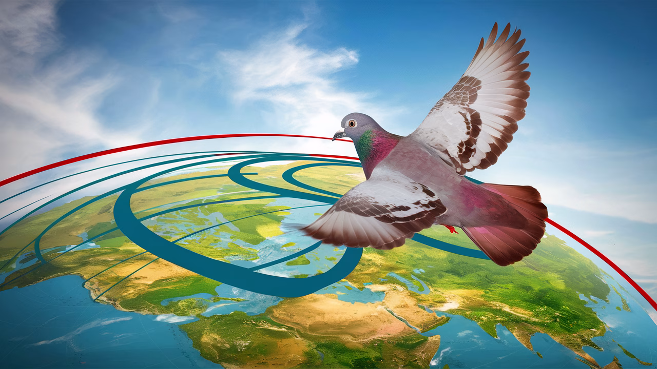 Pigeon navigating Earth's magnetic field Pigeon in flight navigating via magnetic fields