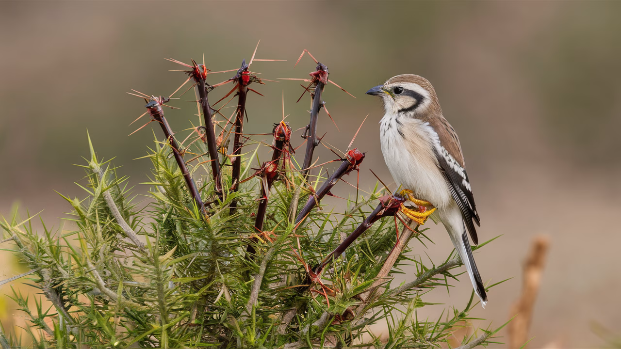 Shrike impaling insect prey on thorns Impaled grasshopper by shrike