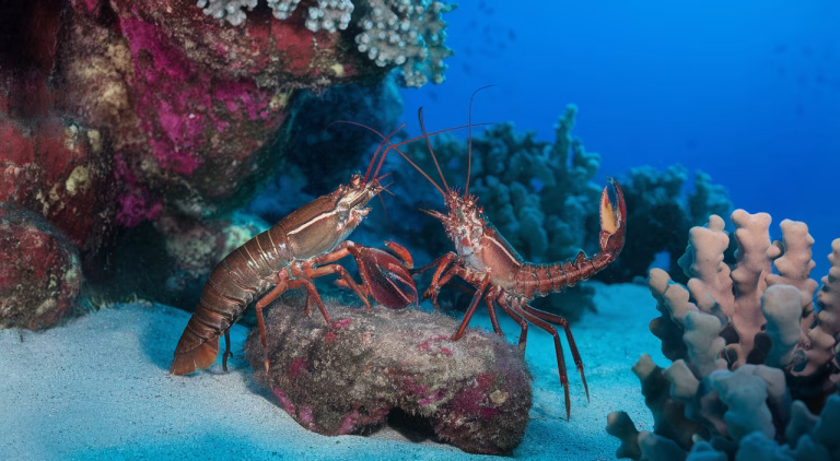 Why Lobsters Pee Out of Their Faces: The Surprising Science Behind Marine Communication
